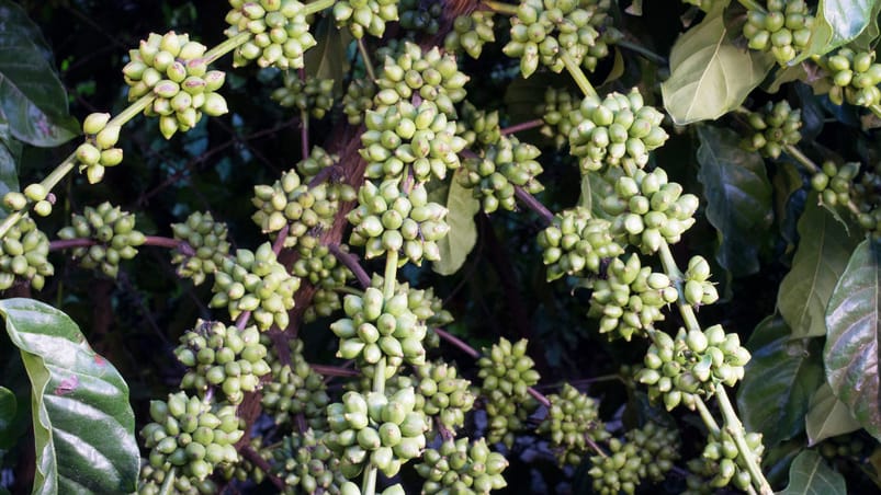 Fazenda de café conilon tem aumento de mais de 200% na produtividade