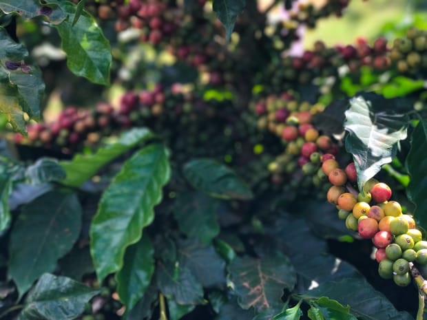 É previsto uma alta na produção de café
