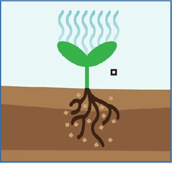 Capture more carbon, produce more oxygen