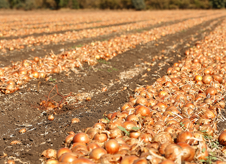 Onion Drip Irrigation System Drip Irrigation For Onions