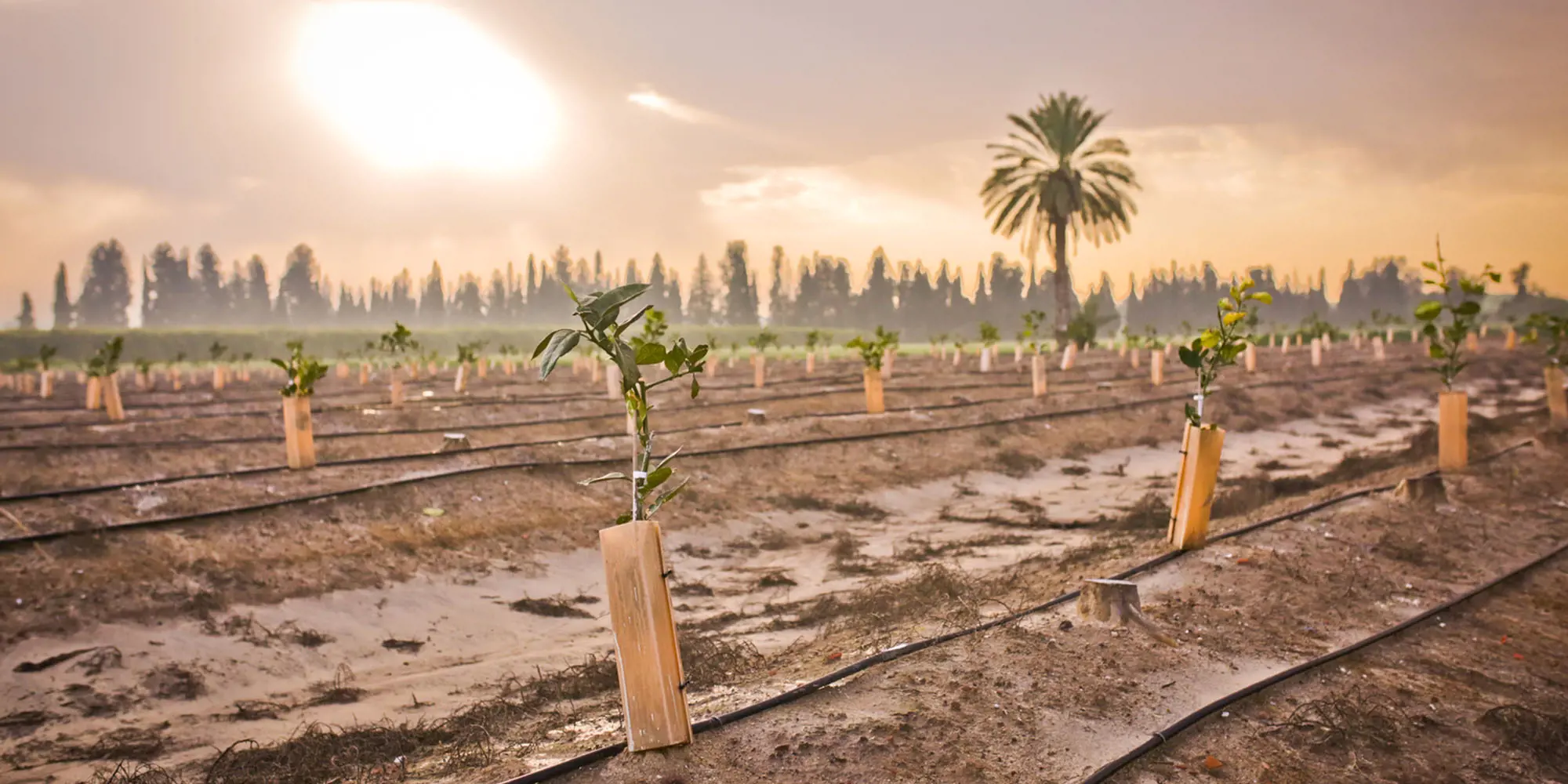 Irrigation as a Service Netafim USA