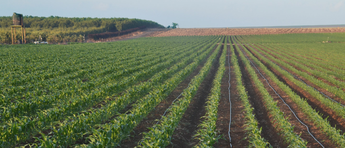 Corn Drip Increasing Corn Yields with Drip Irrigation | Netafim USA