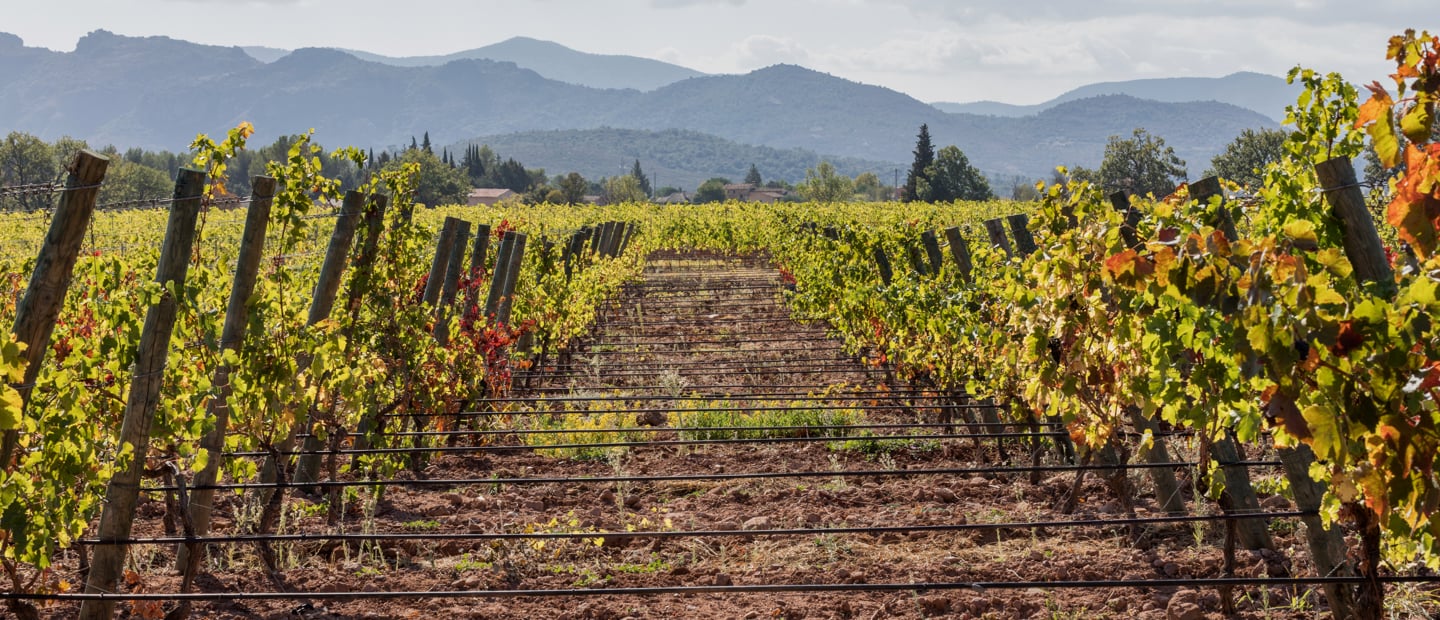 Drip Irrigation for Grape Vines Vineyard Irrigation