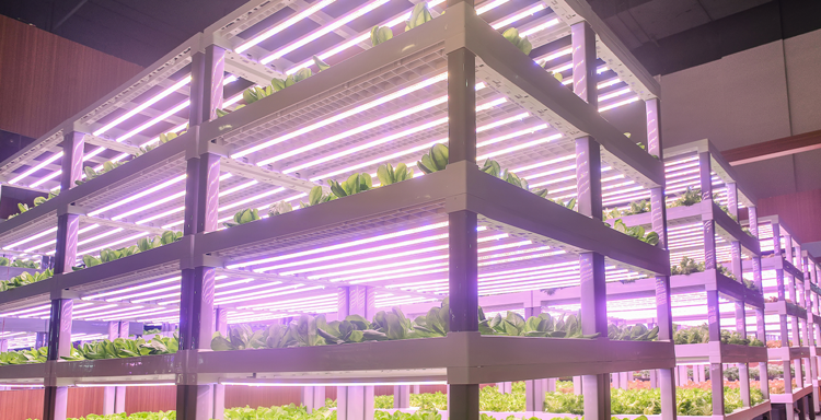Netafim™ Elevate LED Greenhouse Lighting