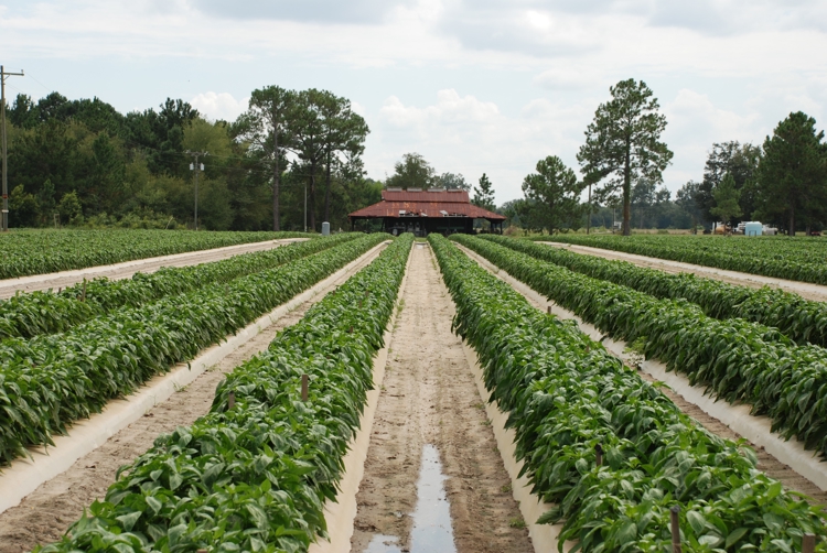 Banner Maximizing Your Drip Farm Irrigation Systems for Row Crop Farming