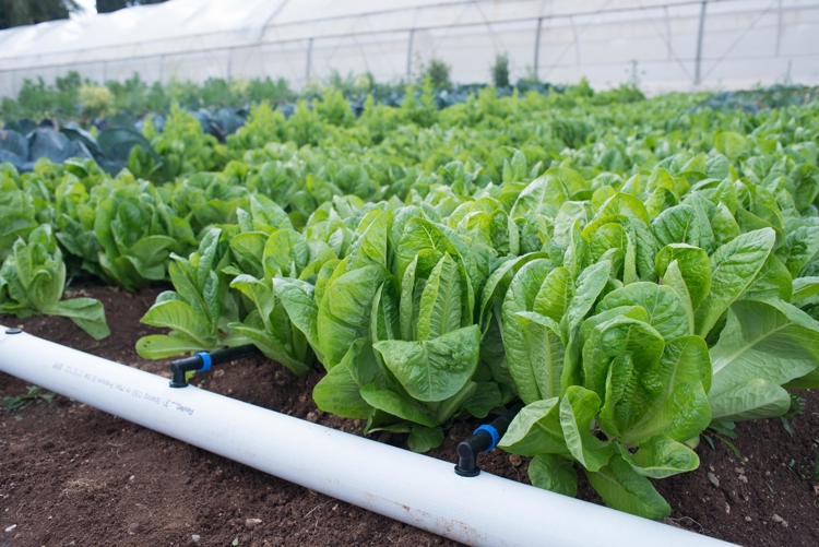 Banner Netafim FlexNet Leads The Way In Sustainable Agriculture
