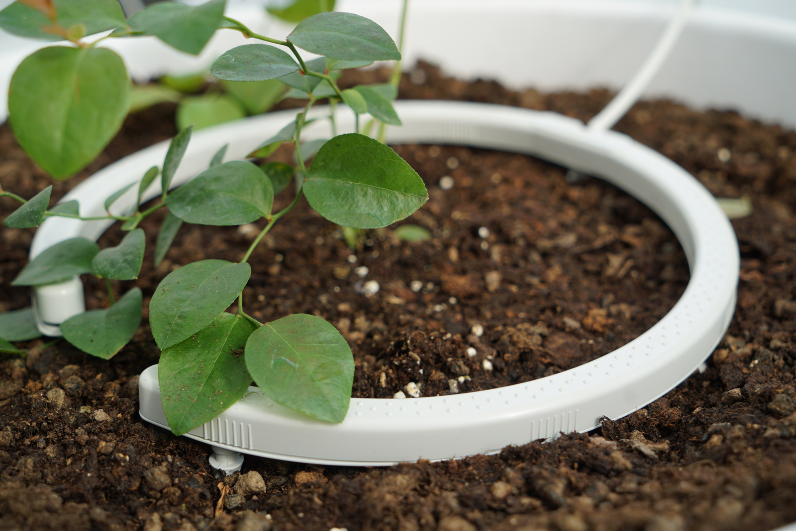 Grower Solutions Greenhouse | Greenhouse Watering System | Netafim
