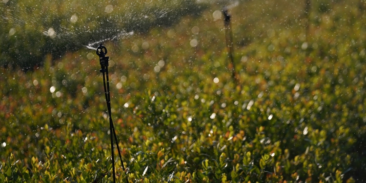 Farm Sprinkler Irrigation – Much more than just irrigation