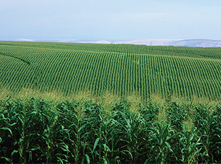 Corn Production