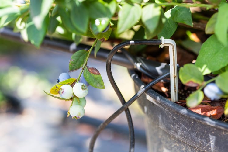 Online Drippers & Arrow Drippers, Blueberries, South Africa 5