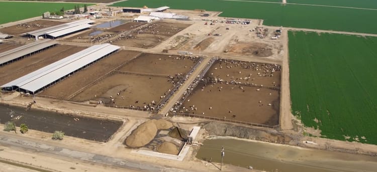 Netafim Introduces SDI-E, the FIRST Drip Irrigation System Utilizing Dairy Effluent