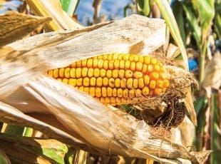 Corn
