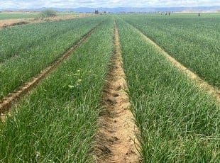 Multiple Crops